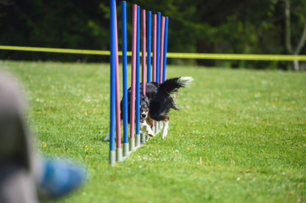 istock Dog running among hurdles 918824588