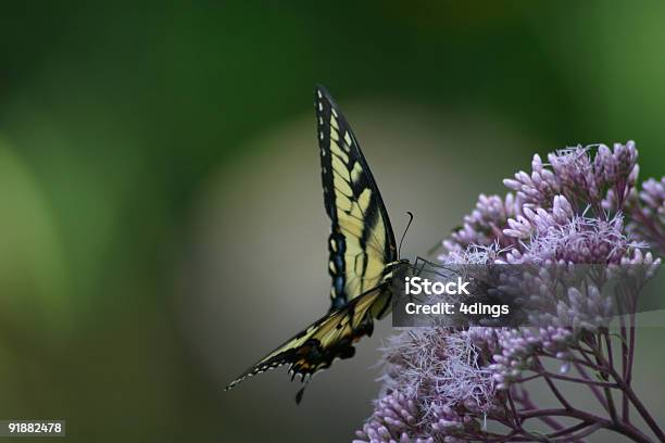 Papilio Phorcas Stockfoto und mehr Bilder von Blume - Blume, Blumenbeet, Extreme Nahaufnahme