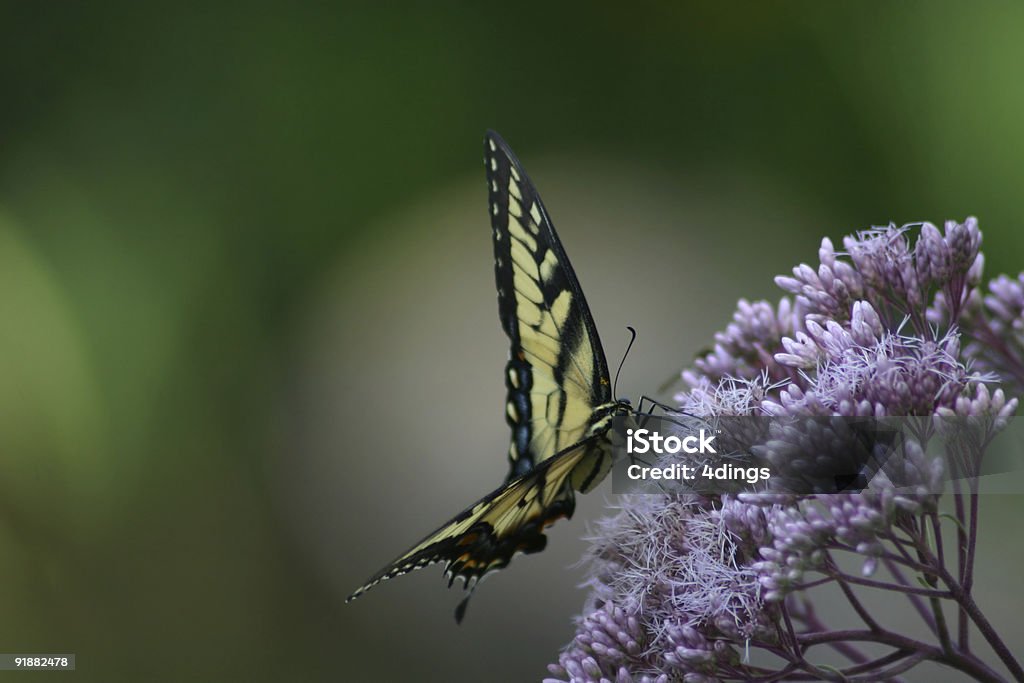 Amarillo mariposa cola de golondrina - Foto de stock de Aire libre libre de derechos