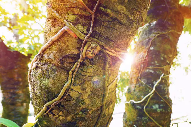 close up photo of tree with orchid air root on surface with lens flare sun light on background