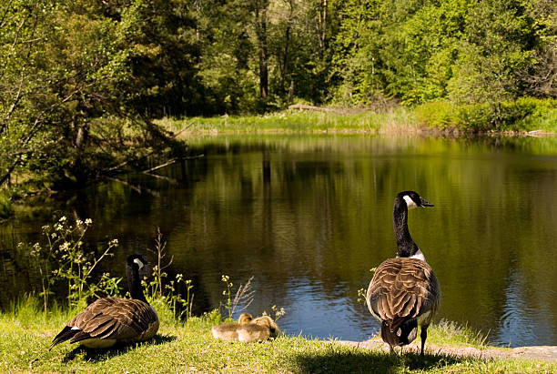 istock Canada geese family 91882527