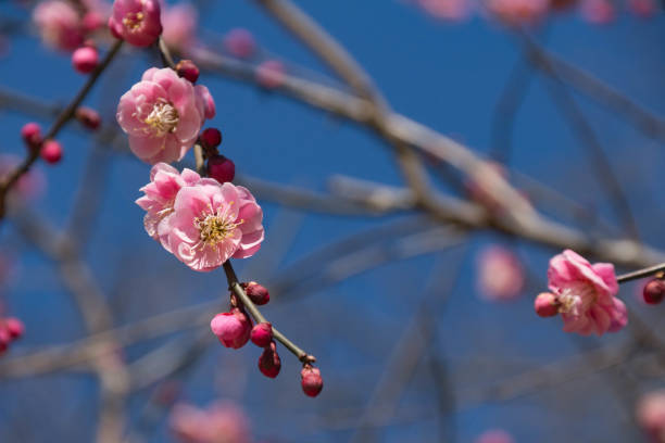 istock Plum blossoms with pretty flowers in early spring 918825652