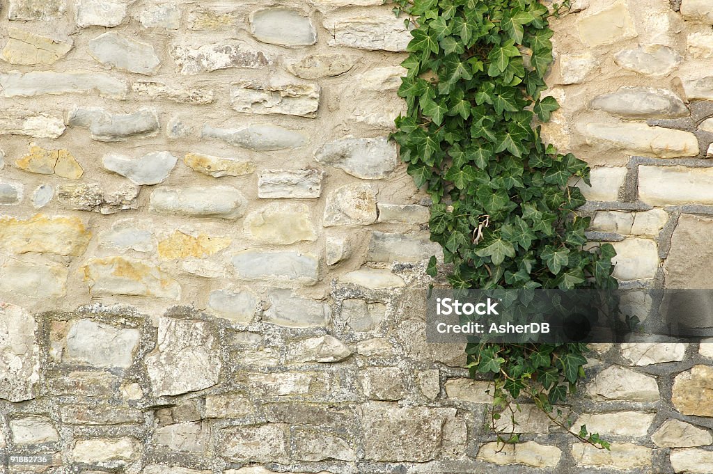 Ivy em um velho muro de pedra - Foto de stock de Abstrato royalty-free