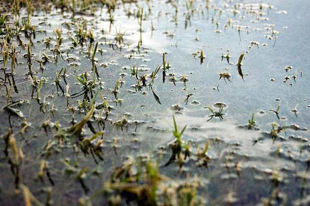 Grass in Puddle Grass sitting in puddle after a storm. theishkid stock pictures, royalty-free photos & images