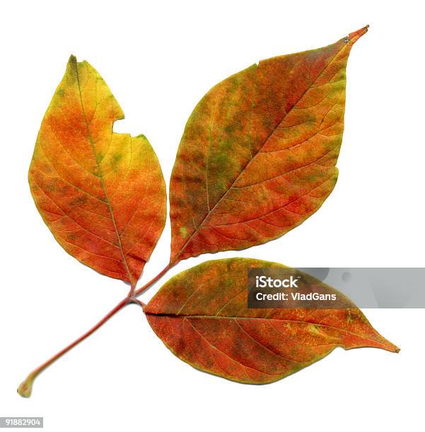 완벽하다 Autumnal 잎 0명에 대한 스톡 사진 및 기타 이미지 - 0명, 10월, 11월