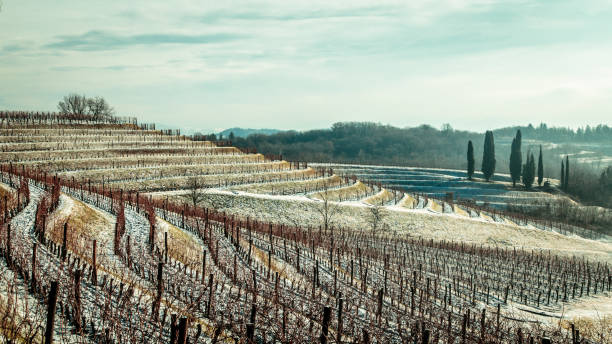 istock snowy morning in the vineyard 918832250