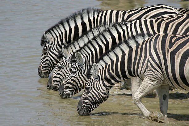 Zebras - foto de acervo
