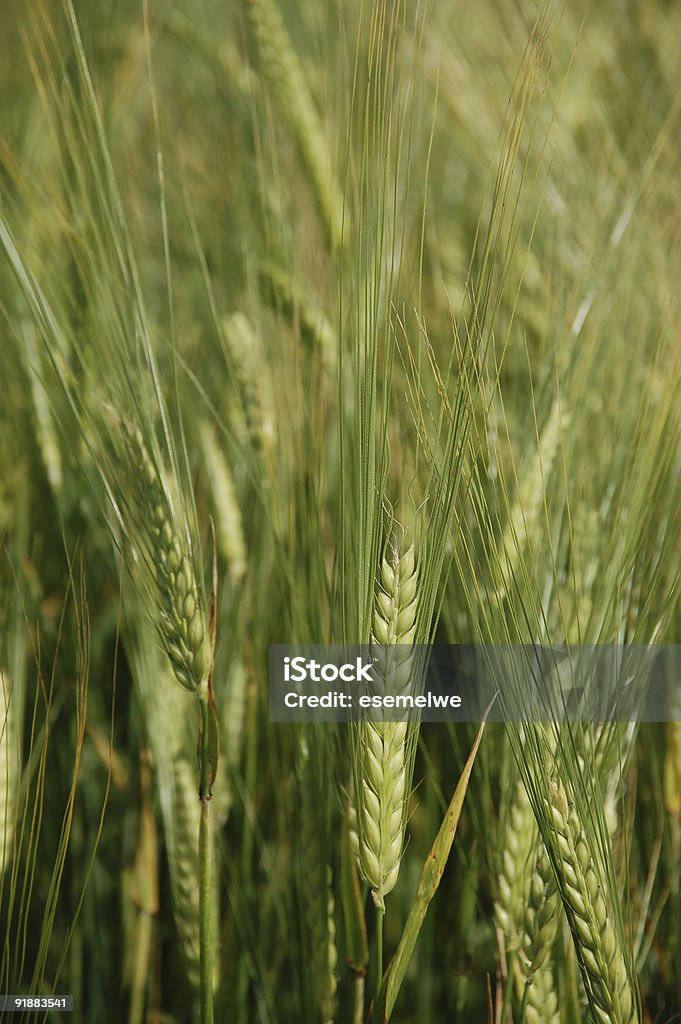 Gerste - Lizenzfrei Agrarbetrieb Stock-Foto