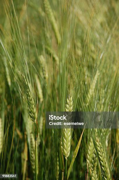 Gerste Stockfoto und mehr Bilder von Agrarbetrieb - Agrarbetrieb, August, Bildhintergrund