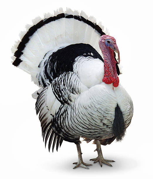 Black and white turkey with a red head on a white background turkey strutting with plumage, isolated on white background turkey bird stock pictures, royalty-free photos & images