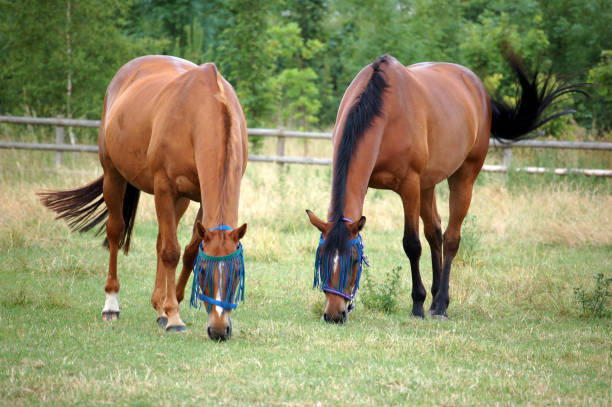 Two mares eating grass in a field.