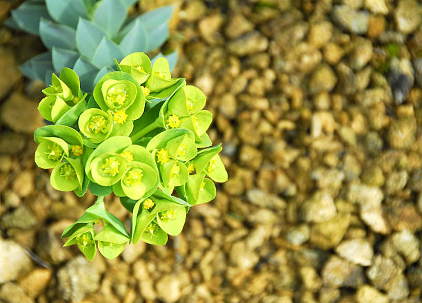 istock Euphorbia Myrsinites 91883727
