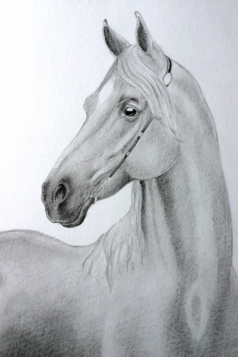 Mörkt porträtt av brun häst som sänker sitt huvud
