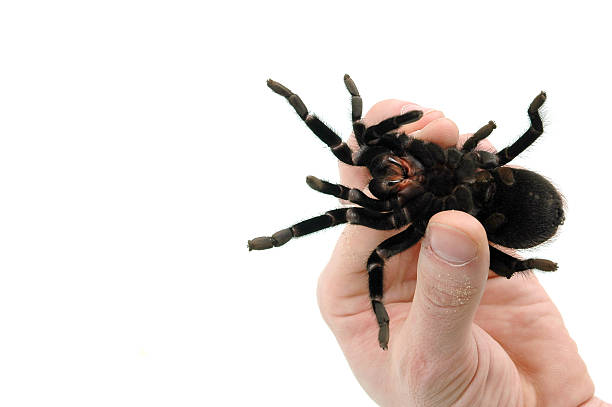 60+ Tarantula Spider Human Hand Holding Stock Photos, Pictures ...