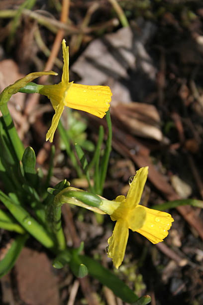 daffodils - spring border ストックフォトと画像