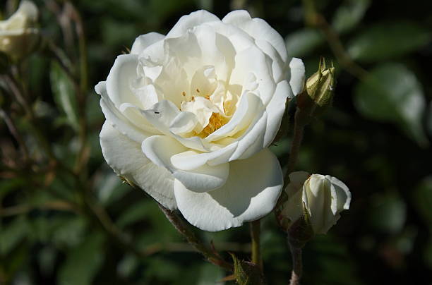 Macro shot of a white rose stock photo
