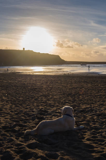 labrador retriever relaxant sur la plage au coucher du soleil - bude photos et images de collection