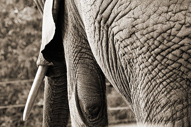 Sepia Toned Elephant Skin stock photo