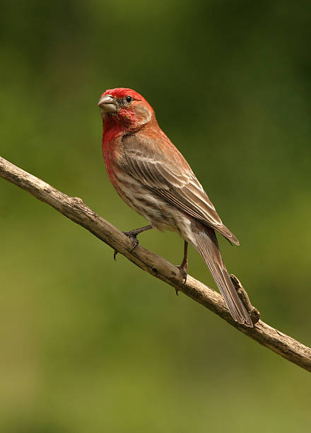 istock Male House Finch 91884317