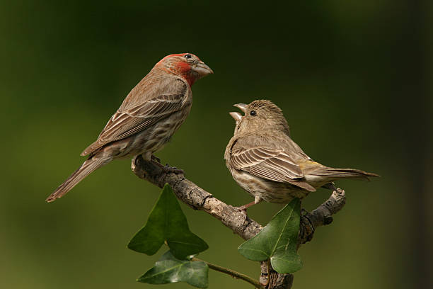 istock House Finch Couple 91884319