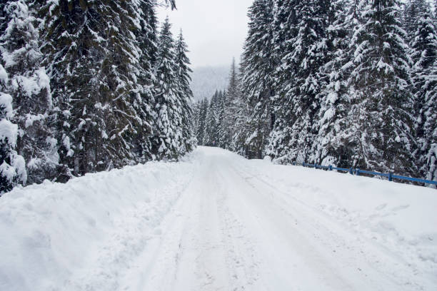 istock Forest road in the tatra mountains at winter 918843754