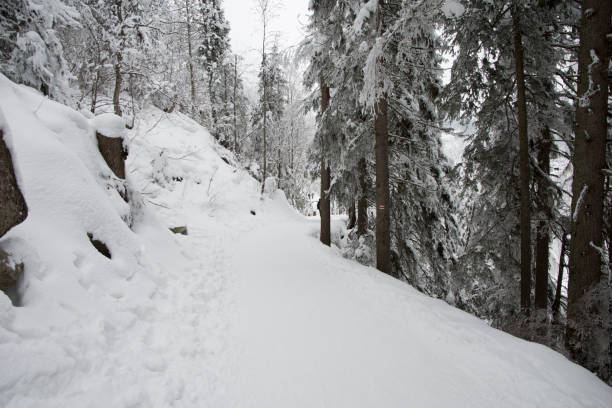 istock snowy winter landscape from Tatra 918843844