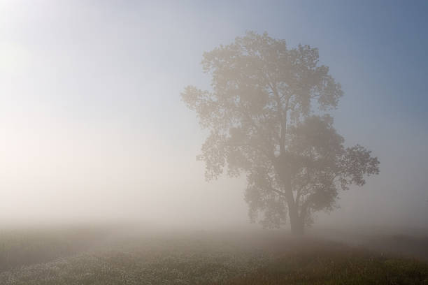 tree in heavy fog stock photo