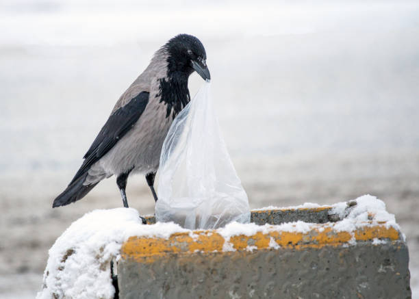 crow digs in the trash on top of garbage urn