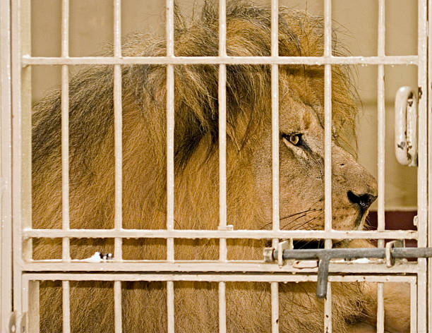 istock Male Lion in Cage, Close Right Profile View, SF Zoo 91884517
