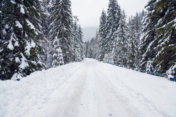 Forest road in the tatra mountains at winter