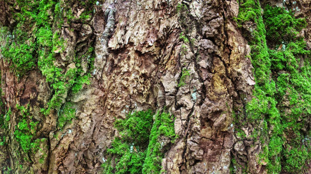 istock Wooden texture. Cracked tree with green moss. background image. 918848246