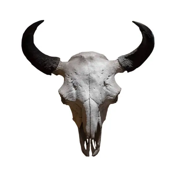 Ancient cow skull on a white background .