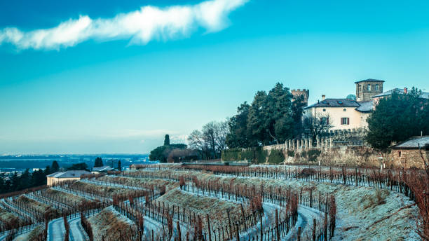 istock snowy morning in the vineyard 918848316