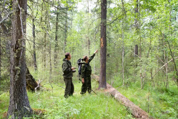 Foresters visiting a tree damaged by a brown bear in the Siberian taiga. Scratches on the trunk of the pine left by the claws of the brown bear.