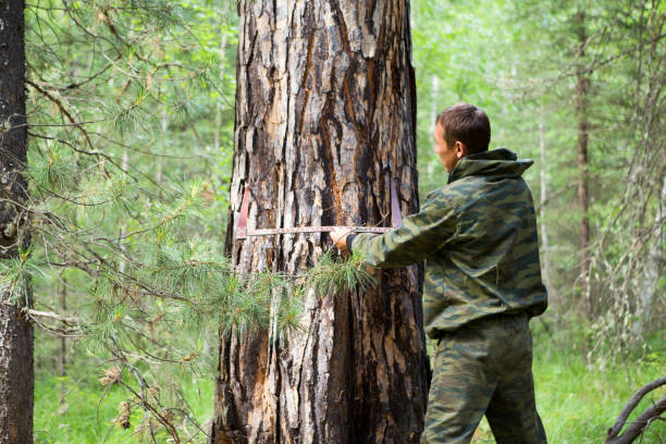 Professional lumberjack looking a falling tree in the forest.