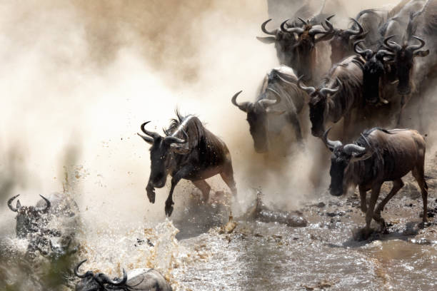 istock Wildebeest crossing the Mara River 918855094