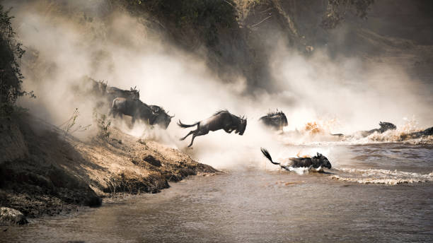 saut de gnous de la foi dans la rivière mara - gnou photos et images de collection