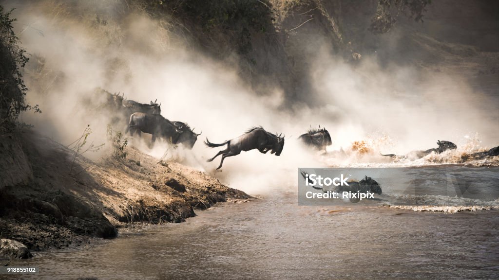 Wildebeest leap of faith into the Mara River Wildebeest crossing the Mara River during the annual great migration. Every year millions will make the dangerous crossing when migrating between Tansania and the Masai Mara in Kenya. Wildebeest Stock Photo