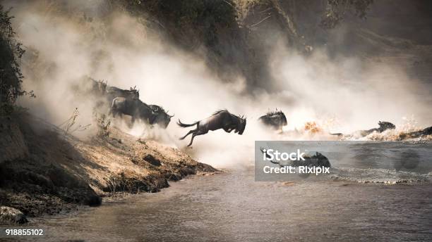 Wildebeest Leap Of Faith Into The Mara River Stock Photo - Download Image Now - Wildebeest, Animal Migration, Animal