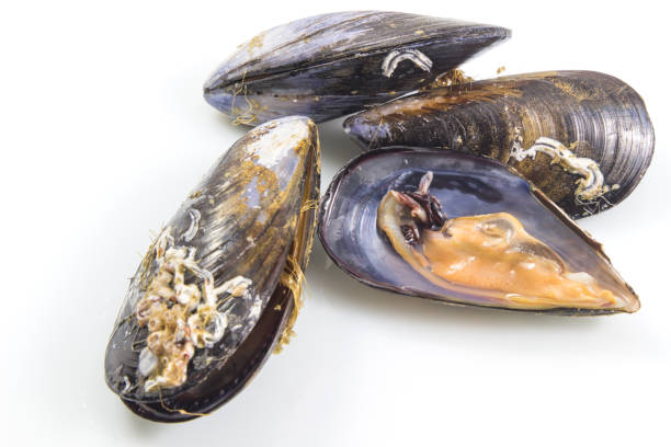 istock Fresh mussel, boiled mussels, seafood isolated on white background with clipping path. 918861514