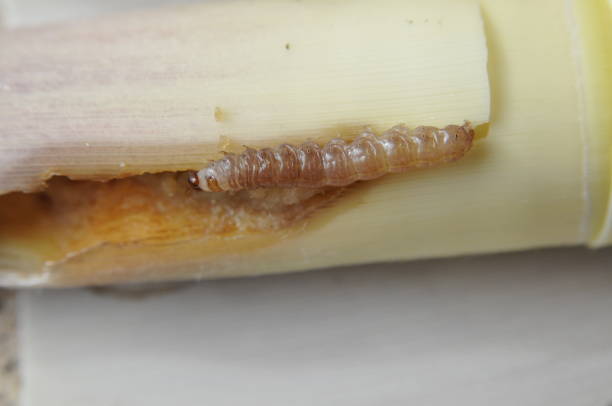 istock Hajimayou  Caterpillar pest on bamboo shoot 918862304