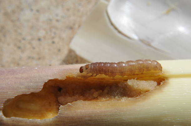 istock Hajimayou  Caterpillar pest on bamboo shoot 918862314