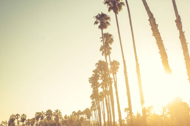 istock Palms in sunset light in Santa Barbara 918862370