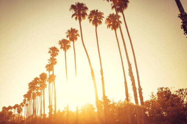 istock Palm trees in sunset in Santa Barbara 918862396
