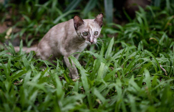 istock Cat on green grass in garden 918865496