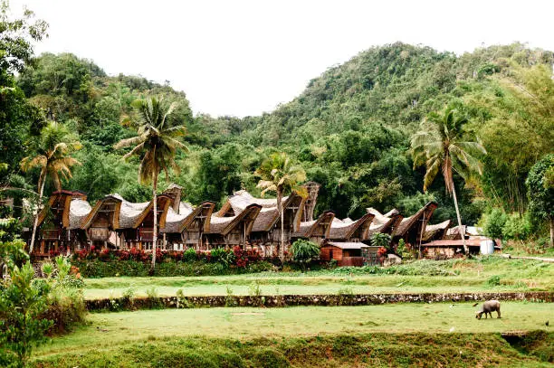 Photo of Traditional Tana Toraja village, tongkonan houses and buildings. Kete Kesu, Rantepao, Sulawesi, Indonesia