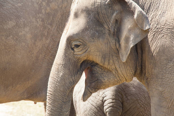 istock Large herd of Asian Elephants 918868860