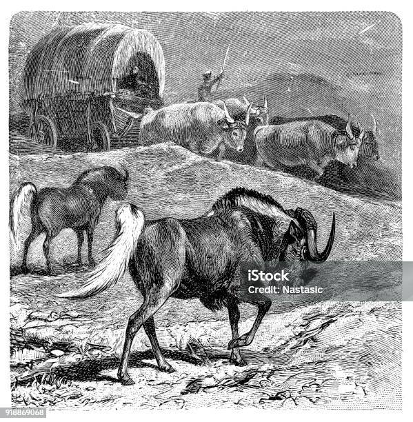 Gnu Stock Illustration - Download Image Now - 18th Century, 18th Century Style, Animal