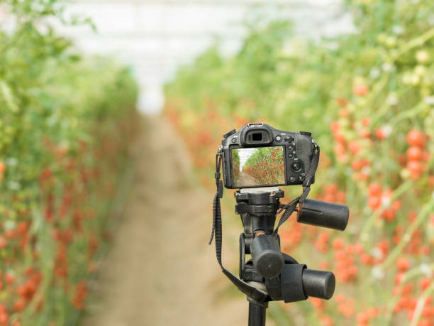istock Digital Camera On Tripod In Tomato Greenhouse 918869190
