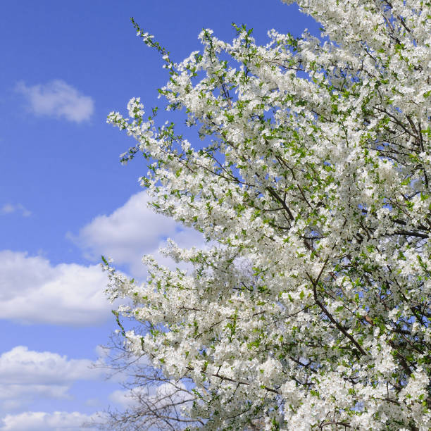 istock Spring flowers. Beautifully blossoming tree branch. 918869610